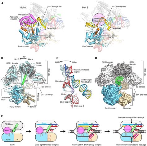 Crystal Structure Of Cas9 In Complex With Guide RNA And Target DNA Cell