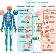 Sistema Nervioso Y Reproductor Mapa Mental Mind Map