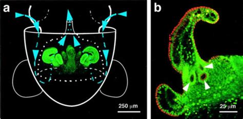 Vibrio fischeri - encyclopedia article - Citizendium