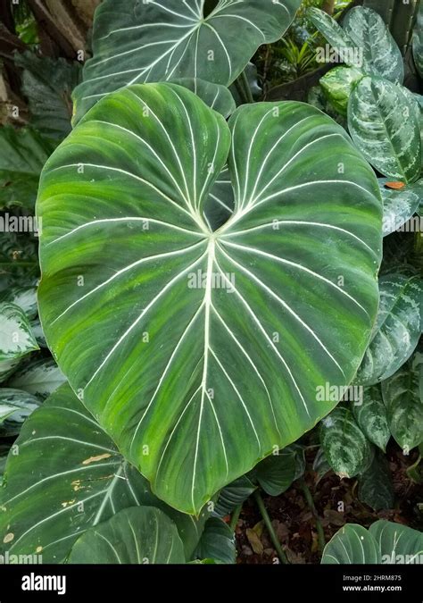 Beautiful Love Shaped Leaf Of Philodendron Gloriosum With White Veins