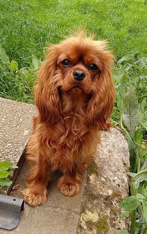 Cavalier King Charles