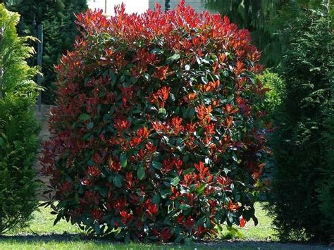 16+ Red Tip Photinia Pictures & Photos [Green Gardens Ideas]