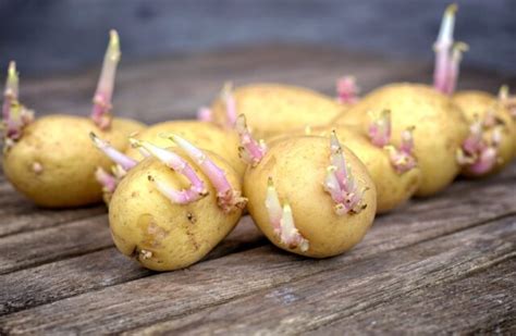 芽が出たじゃがいもを植えることはできる必要なものと植え方手順 シュフーズ