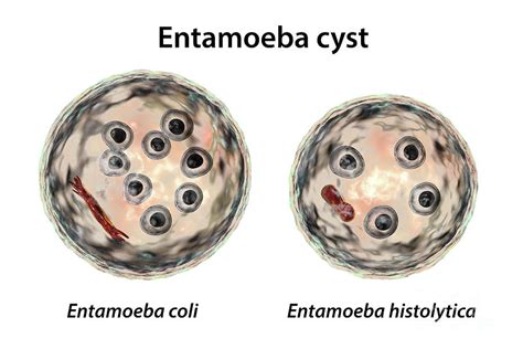 Cysts Of Entamoeba Protozoans Photograph By Kateryna Konscience Photo Library Pixels