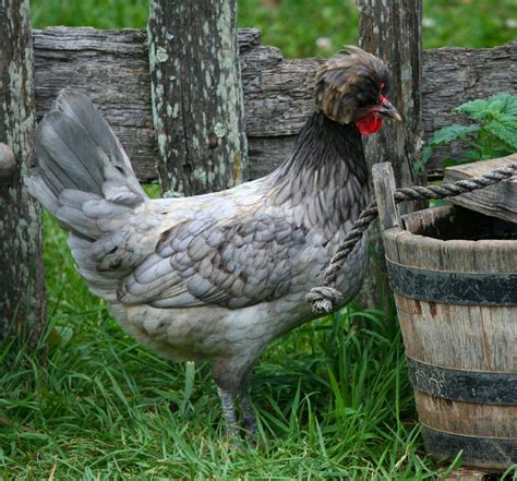 Archives des Comment reconnaître la gale des poules Poulorama