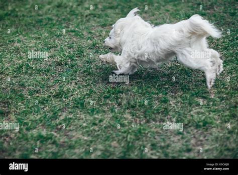 Сute White Dog Running Outdoors On A Green Grass Stock Photo Alamy