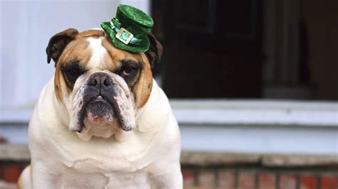 Irish Dog Names: The Most Popular Monikers