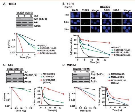 Figure From The Dual Pi K Mtor Inhibitor Nvp Bez Is A Potent