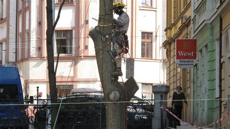 Safe Sound In The Canopy Mastering Tree Pruning And Removal Safety