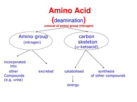 Ppt Amino Acids Disposal Of Nitrogen Powerpoint Presentation Free