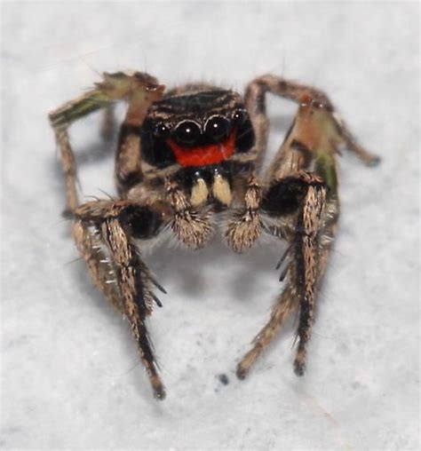 Unusual Florida Species Habronattus Coecatus Bugguide Net