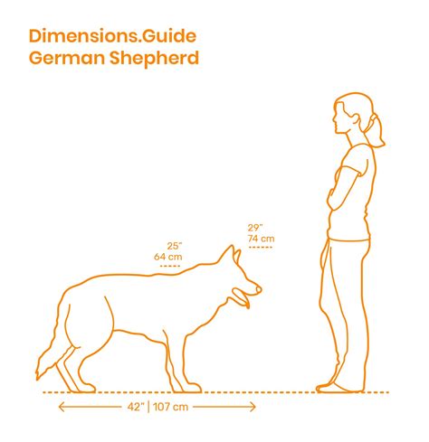 German Shepherd Dog Size Chart Chart Growth Weight Puppy Pit