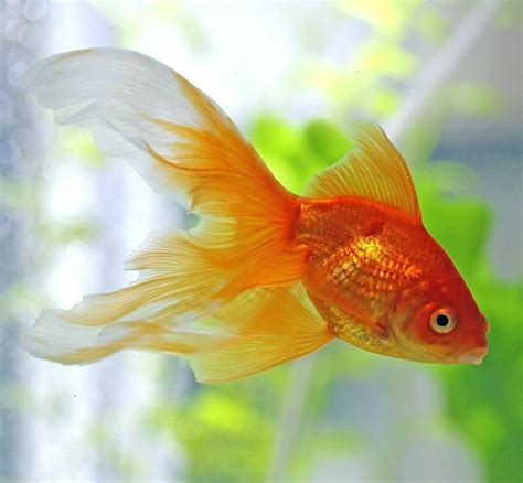 How To Tell If A Goldfish Is Pregnant