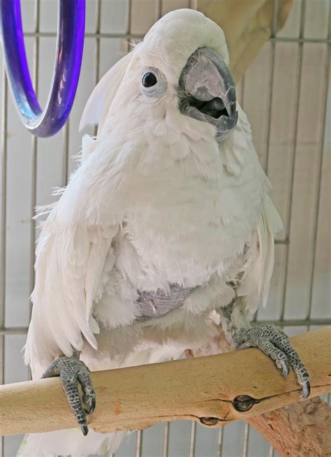 Rudy The Sulfur Crested Cockatoo Angel Wings Parrot Rescue