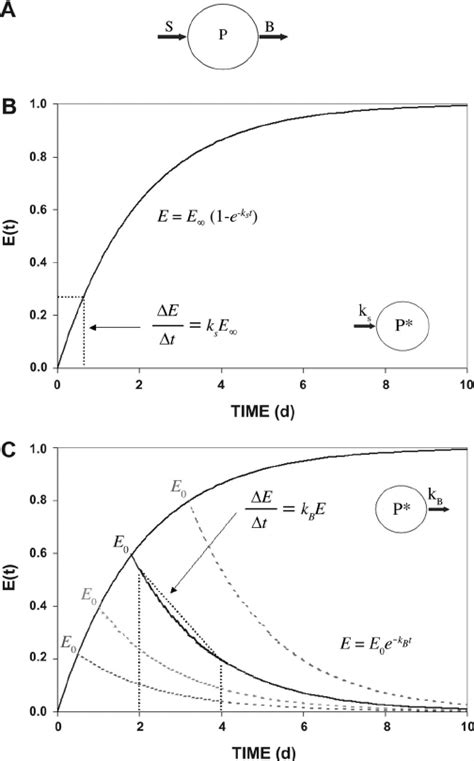 Model Of Protein Kinetics A Model Of Protein Synthesis And Breakdown