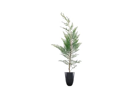 Buy Leyland Cypress Tree 3 Live S Cupressocyparis Leylandii Fast