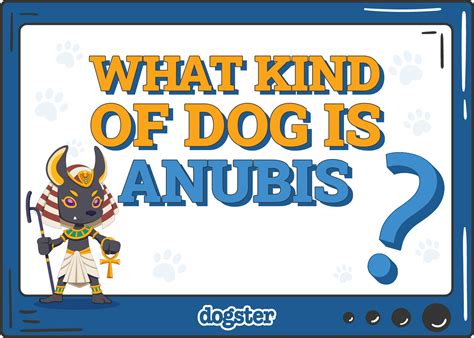 dog breed  anubis interesting facts history dogster