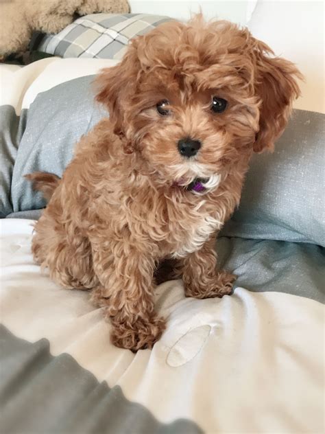 Cavapoo Cavapoo Puppies Cavapoo Puppies