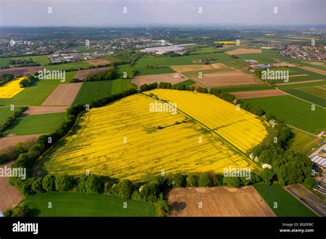 Aerial Photo Canola Fields In Recklinghausen Essel Ruhrgebiet Region