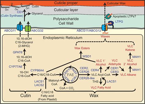 Cutin And Wax Biosynthetic Pathways Genes Blue Text Are Described In