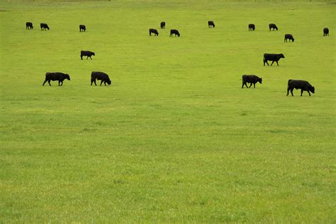 Black Angus Beef Cattle Grazing In Lush Pasture Of Flickr