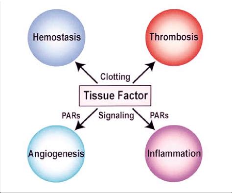 Tf Contributes To Multiple Biological Processes Tf Activation Of The