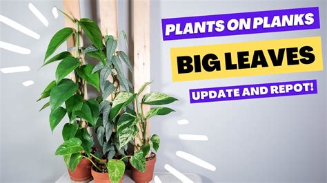 Plants On Plank Updates Repotting Chores Philodendron Giganteum And Anthurium Queremalense