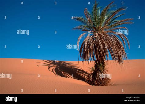 Date Palm in desert Stock Photo - Alamy