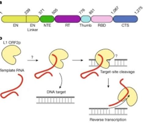 Jumping genes | KRWG Public Media