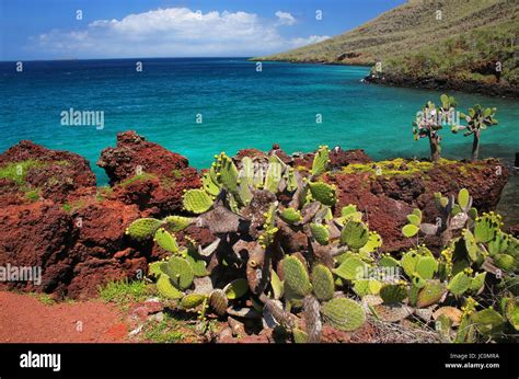 Galapagos Prickly Pear On Rabida Island In Galapagos National Park