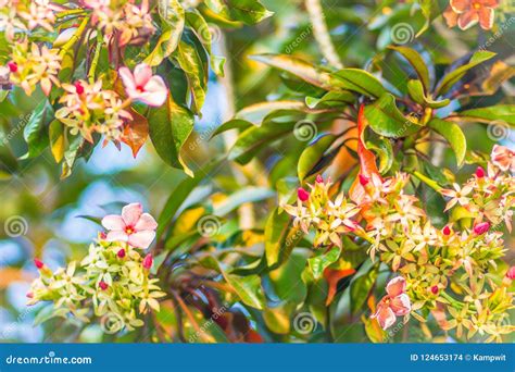 Beautiful Pink Jelutong Flower Dyera Costulata On Tree Dyera