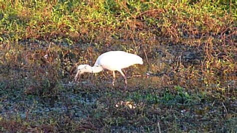 Foraging Roseate Spoonbill Circle B Bar Reserve YouTube