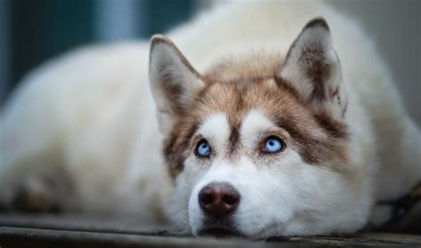 Siberian Huskies Wallpapers 86 Images