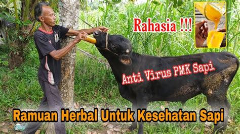 Ramuan Alami Anti Virus Pmk Peternak Sapi Tradisional Aceh Youtube