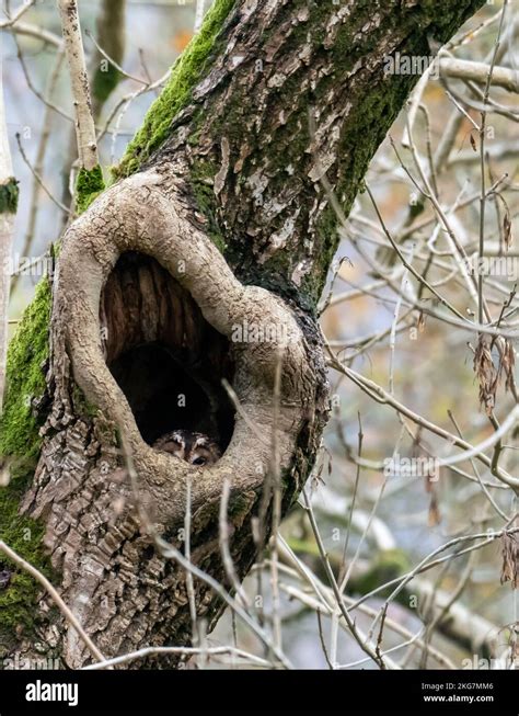 A Tawny Owl Strix Aluco In A Roosting Hole In An Ash Tree In Woodland