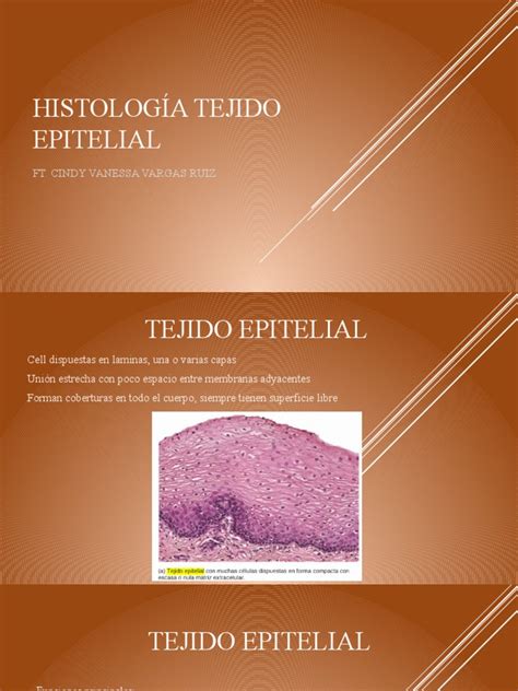 Histología Tejido Epitelial | PDF | Epitelio | Epidermis