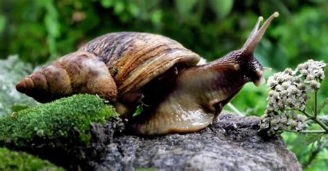 Giant African Land Snail Pictures - AZ Animals