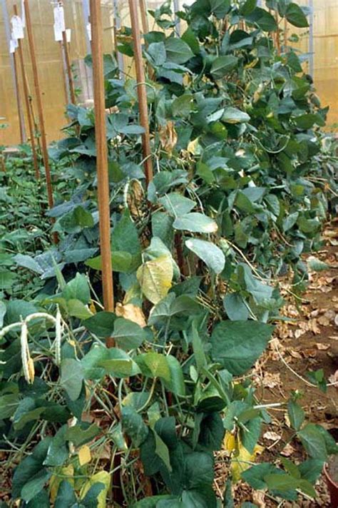 Cowpea Plants In A Trial Climbing Cowpea Varieties With St Flickr