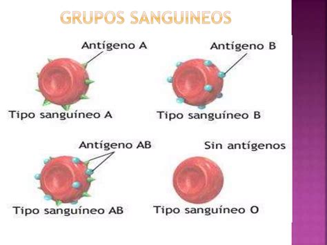 Clase Electrocardiograma Y Grupos Sanguineos Ppt