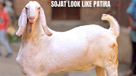 Gulabi Sojat Look Like Patira Ghazi Hoor Goat Farm Ahmedabad