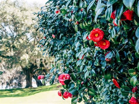 The Complete Guide To Camellias Plants Climbing Roses Camellia Plant