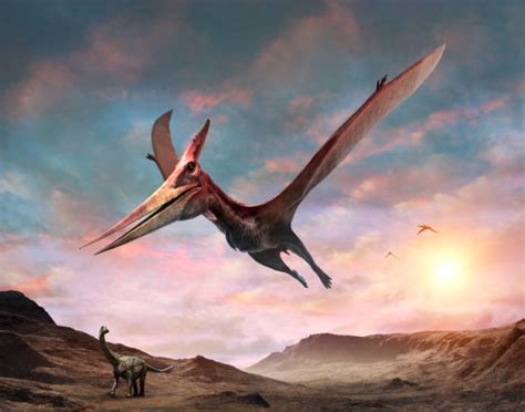 1800 Pteranodon Images Stock Photos Pictures And Royalty Free Images