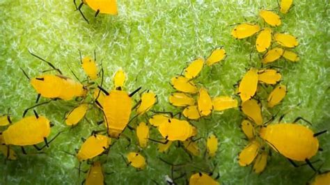 What are These Tiny Yellow Bugs? - #1 Best Answer