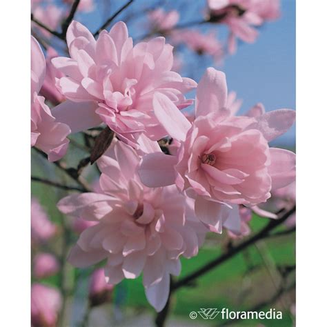 Magnolia Stellata Rosea