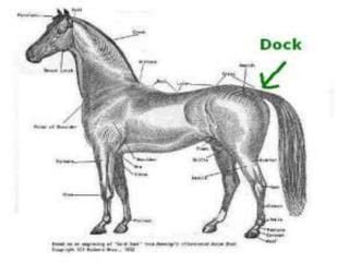 Tail docking in equines | PPT