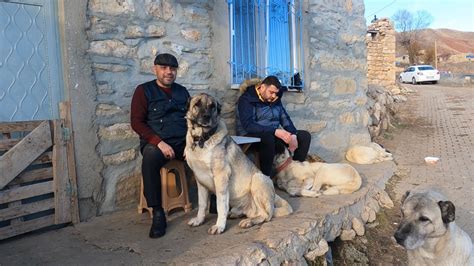 AZAP KAMERADA GÖRÜNDÜĞÜ GİBİ DEĞİL FATİH GÖZTEPE ABİ AZAPI YAKINDAN