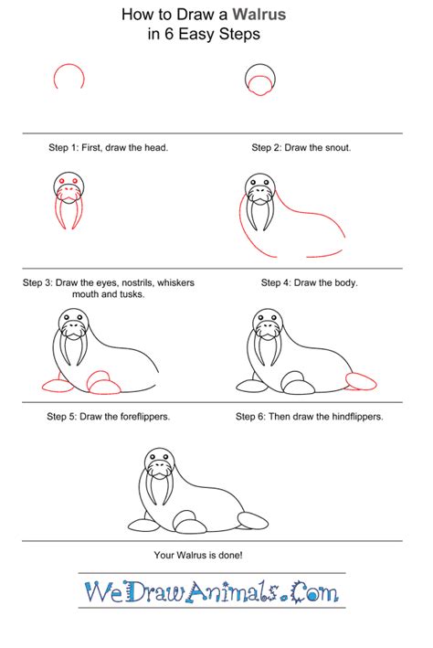 How to Draw a Simple Walrus for Kids