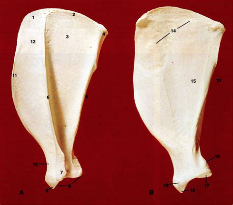 Scapola Di Cane Sinistra Veduta Laterale Destra Veduta Mediale