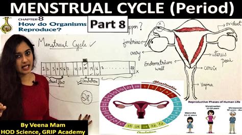 MENSTRUAL CYCLE How Do Organisms Reproduce Part 8 Class 10 CBSE