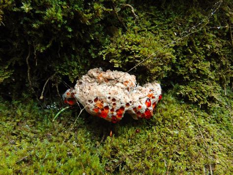 Bleeding Tooth Mushroom, Vancouver Island, BC | Gohiking.ca